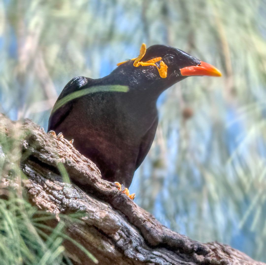 image Common Hill Myna